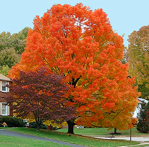 Sugar Maple