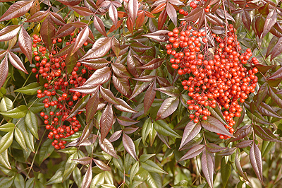 nandina