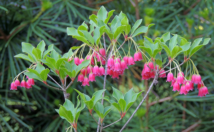 Enkianthus 'Showy Lantern'