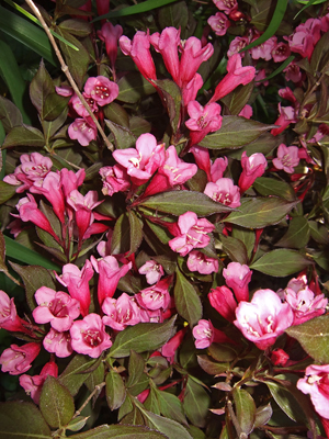 Weigela